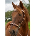 Esprit Hackamore Bitless Bridle & Reins